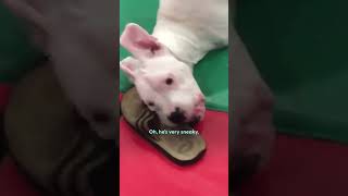 TwoLegged Dog Has Cutest Reaction To His Foster Puppies  The Dodo [upl. by Naziaf510]