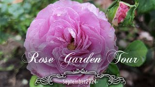 Autumn Rose Garden Tour with names  September 2024  David Austin Tantau [upl. by Adnih]