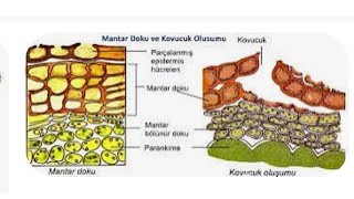 Epidermis ve periderma ile ilgili Hangisi ortaktır [upl. by Doy]