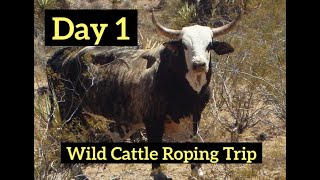 Setting up camp amp roping wild cattle before sunset DAY 1 [upl. by Tnairb]