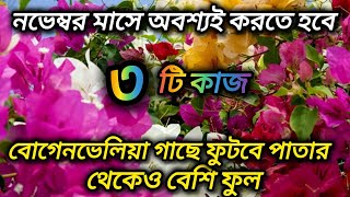 বোগেনভেলিয়া গাছে ফুটবে পাতার থেকেও বেশি ফুলনভেম্বর মাসে বোগেনভেলিয়া গাছের পরিচর্যা Bougainvillea [upl. by Manvell]