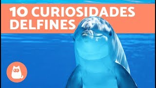 10 curiosidades sobre los delfines 100 REALES [upl. by Rosabella]