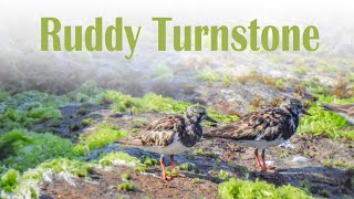 The Ruddy Turnstone Arenaria interpres [upl. by Cutcliffe616]