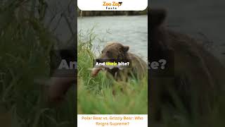 Polar Bear vs Grizzly Bear Who Reigns Supreme bear animals wildlife viralshorts amazingfacts [upl. by Nommad]