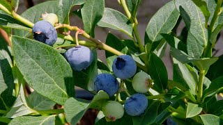 Gartentipp Heidelbeeren – gesunde Früchte und ein Geschmackserlebnis [upl. by Ahsienroc]