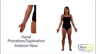 Hand Pronation Supination [upl. by Hanshaw]