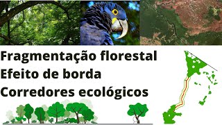 Fragmentação florestal efeito de borda e corredores ecológicos [upl. by Giulietta]