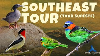 Southeast Brazil Popular Tour Tour Sudeste  Brazil Birding Experts [upl. by Llerraf]