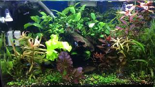 MOUNT ANUBIAS WITH DIFFERENT PLANTS AQUASCAPE amp MARSILEA HIRSUTA CARPET [upl. by Akemet]