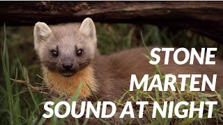 Marten sound at night  Cri de fouine [upl. by Michelina]