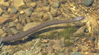 Curious Watersnake checking me out [upl. by Hesther]