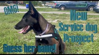 I got a new service dog prospect [upl. by Imaon]