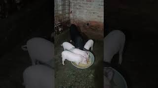 Piglets Eating With Mother farming piglet [upl. by Lasley]