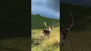 Damhert fallow deer deer forest amsterdam water supply dunes netherlands [upl. by Maryanna942]