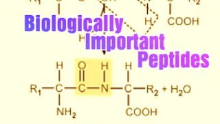 Biologically Important Peptides Biochemistry [upl. by Donetta]