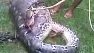 snake eat cow in south sulawesi INdonesia [upl. by Llehcor]