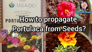 How to propagate Portulaca from Seeds  Ugaoo Moss Rose seeds review  9O clock seed germination [upl. by Morvin682]