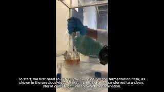 STB 3053  Lab 1  Video 3 how the absorbance measurement of fermentation samples is carried out [upl. by Nonnaer525]