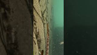 Broadnose pipefish [upl. by Assetal]