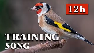 Goldfinch The Best Singing  12h Training Song [upl. by Krigsman]