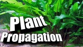 How to quotPropagatequot Cryptocorynes  Easy Guide to Aquarium Plants [upl. by Ahseela]