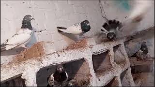 Mix Best breeding pigeons for sale0331 4957619 [upl. by Elatsyrk]