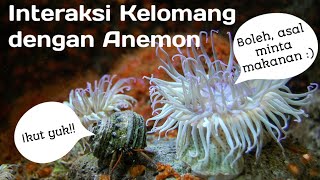 Interaksi Kelomang dengan Anemon Laut [upl. by Claudetta]