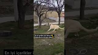 KANGAL DOGS animals wildlife subscribe kangal dogs dog subscribers shortvideo shorts love [upl. by Rika489]