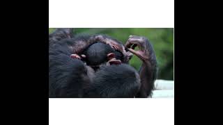 The Black Chimpanzee of Africa  Amazing Creatures  Part 3 Free Documentaries [upl. by Asilef]