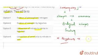 All the nitrogenase enzyme has been inactivated by rediation There will be no [upl. by Ecinert]