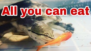 TURTLE × GOLDFISHPhrynops Hilarii feeding live fish ヒラリーカエルガメに生き餌を与える [upl. by Calista]