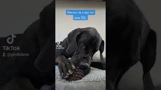 Purebred good boy love dog greatdane [upl. by Namielus81]