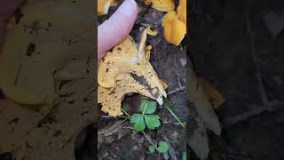 Smooth chanterelle Cantharellus lateritius southern Illinois [upl. by Nilkcaj]