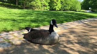 Spaziergang im Luisenpark im Aprilsommer [upl. by Barnabas]