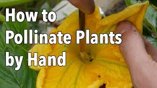 Hand Pollination How to Pollinate Plants by Hand [upl. by Edmon]