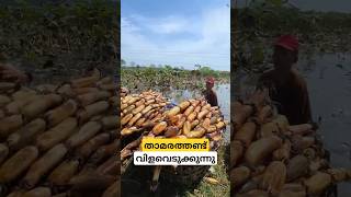 ടൺക്കണക്കിന് കഴിക്കുന്ന താമരതണ്ട് lotus rhizomes cultivation malayalam shorts [upl. by Garth511]