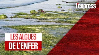 Bretagne  les algues vertes sont de retour [upl. by Akiria]