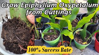 INCREDIBLY EASY for the Propagation of Epiphyllum Oxypetalum Queen of the Night from Cuttings昙花 [upl. by Laflam]