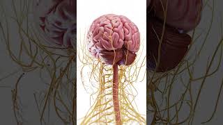 🧠 Explore the Complex Anatomy of the Brain 🧠 anatomy [upl. by Llertrac]