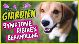 Giardien bei Hunden  Symptome Behandlung amp GiardienTest [upl. by Nea227]