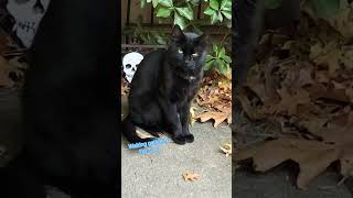 Polite little gentleman waiting for food Sweet stray cat shorts [upl. by Nylla]