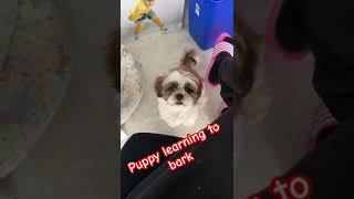 Shih Tzu Puppy barking amd begging BAD BOY puppy shihtzupuppie shihtzu [upl. by Dinin]