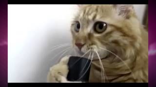 This Cat Knows How to Rip a Bong [upl. by Noivax]