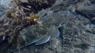 Freediving Forster Breakwall [upl. by Croteau]