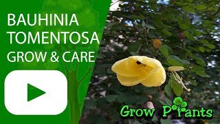 Bauhinia tomentosa grow amp care [upl. by Luba]