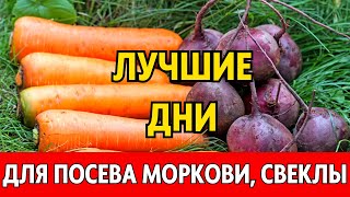 Когда сеять морковь свеклу редис весной 2024 по лунному календарю Лунный посевной календарь 2024 [upl. by Irabaj164]