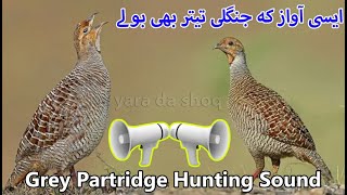 Grey Francolin Sound Hunting  Female Grey Francolin Sound  Teetar Shikar ki Awaz  Partridge Voice [upl. by Enyedy]