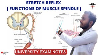 Stretch Reflex  Functions of muscle spindle CNS Physiology [upl. by Haisoj822]