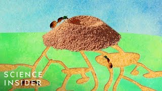 Whats Inside An Anthill [upl. by Halda]