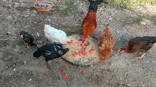 KÖY HAYATIKÜMES HAYVANLARI İLE HER SABAH🐔 SESSİZ VLOG vlog köyhayatı sessizvlog villagelife [upl. by Nirre245]